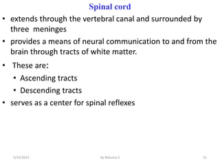Spinal cord
• extends through the vertebral canal and surrounded by
three meninges
• provides a means of neural communication to and from the
brain through tracts of white matter.
• These are:
• Ascending tracts
• Descending tracts
• serves as a center for spinal reflexes
51
5/15/2023 By Rebuma S
 