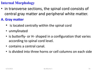 Internal Morphology
• in transverse sections, the spinal cord consists of
central gray matter and peripheral white matter.
A. Gray matter
• is located centrally within the spinal cord
• unmylinated
• is butterfly- or H- shaped in a configuration that varies
according to spinal cord level.
• contains a central canal.
• is divided into three horns or cell columns on each side
54
5/15/2023 By Rebuma S
 