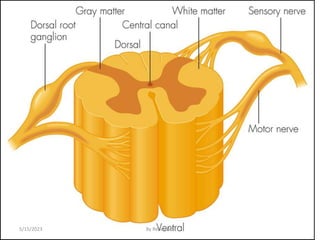 55
5/15/2023 By Rebuma S
 