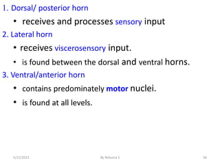 1. Dorsal/ posterior horn
• receives and processes sensory input
2. Lateral horn
• receives viscerosensory input.
• is found between the dorsal and ventral horns.
3. Ventral/anterior horn
• contains predominately motor nuclei.
• is found at all levels.
56
5/15/2023 By Rebuma S
 