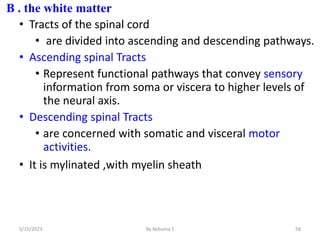 B . the white matter
• Tracts of the spinal cord
• are divided into ascending and descending pathways.
• Ascending spinal Tracts
• Represent functional pathways that convey sensory
information from soma or viscera to higher levels of
the neural axis.
• Descending spinal Tracts
• are concerned with somatic and visceral motor
activities.
• It is mylinated ,with myelin sheath
58
5/15/2023 By Rebuma S
 