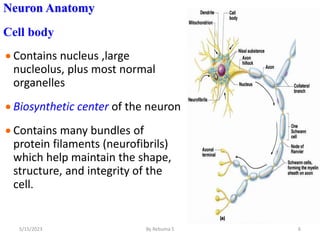 Neuron Anatomy
Cell body
 Contains nucleus ,large
nucleolus, plus most normal
organelles
 Biosynthetic center of the neuron
 Contains many bundles of
protein filaments (neurofibrils)
which help maintain the shape,
structure, and integrity of the
cell.
6
5/15/2023 By Rebuma S
 