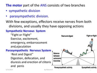 The motor part of the ANS consists of two branches
• sympathetic division
• parasympathetic division.
With few exceptions, effectors receive nerves from both
divisions, and usually they have opposing actions
61
Sympathetic Nervous System
“Fight or Flight”
Exercise, excitement,
emergency, embarrassment
and,ejaculation
Parasympathetic Nervous System
“Rest and Digest”
Digestion, defecation, and
diuresis and erection of clitoris
and penis
5/15/2023 By Rebuma S
 