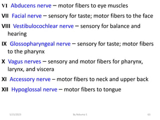 VI Abducens nerve – motor fibers to eye muscles
VII Facial nerve – sensory for taste; motor fibers to the face
VIII Vestibulocochlear nerve – sensory for balance and
hearing
IX Glossopharyngeal nerve – sensory for taste; motor fibers
to the pharynx
X Vagus nerves – sensory and motor fibers for pharynx,
larynx, and viscera
XI Accessory nerve – motor fibers to neck and upper back
XII Hypoglossal nerve – motor fibers to tongue
63
5/15/2023 By Rebuma S
 
