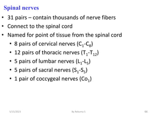 66
Spinal nerves
• 31 pairs – contain thousands of nerve fibers
• Connect to the spinal cord
• Named for point of tissue from the spinal cord
• 8 pairs of cervical nerves (C1-C8)
• 12 pairs of thoracic nerves (T1-T12)
• 5 pairs of lumbar nerves (L1-L5)
• 5 pairs of sacral nerves (S1-S5)
• 1 pair of coccygeal nerves (Co1)
5/15/2023 By Rebuma S
 