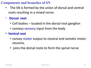 Components and branches of SN
• The SN is formed by the union of dorsal and ventral
roots resulting in a mixed nerve.
• Dorsal root
• Cell bodies – located in the dorsal root ganglion
• conveys sensory input from the body
• Ventral root
• convey motor output to visceral and somatic motor
neurons.
• joins the dorsal roots to form the spinal nerve
67
5/15/2023 By Rebuma S
 