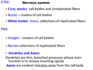 Nervous system
CNS:
 Gray matter cell bodies and unmylenated fibers
 Nuclei – clusters of cell bodies
 White matter tracts, collections of myelinated fibers
PNS:
 Ganglia – clusters of cell bodies
 Nerves-collections of myelinated fibers
• Dendrites and Axons
Dendrites are thin, branched processes whose main
function is to receive incoming signals
Axons are conduct impulses away from the cell body 7
5/15/2023 By Rebuma S
 