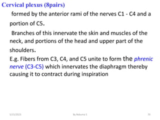 70
Cervical plexus (8pairs)
formed by the anterior rami of the nerves C1 - C4 and a
portion of C5.
Branches of this innervate the skin and muscles of the
neck, and portions of the head and upper part of the
shoulders.
E.g. Fibers from C3, C4, and C5 unite to form the phrenic
nerve (C3-C5) which innervates the diaphragm thereby
causing it to contract during inspiration
5/15/2023 By Rebuma S
 