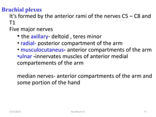 71
Brachial plexus
It’s formed by the anterior rami of the nerves C5 – C8 and
T1
Five major nerves
• the axillary- deltoid , teres minor
• radial- posterior compartment of the arm
• musculocutaneus- anterior compartments of the arm
•ulnar -innervates muscles of anterior medial
compartements of the arm
median nerves- anterior compartments of the arm and
some portion of the hand
5/15/2023 By Rebuma S
 