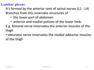 72
Lumbar plexus
It’s formed by the anterior rami of spinal nerves (L1 - L4)
Branches from this innervate structures of
• the lower part of abdomen
• anterior and medial potions of the lower limb.
E.g. femoral nerve innervates the anterior muscles of the
thigh
• obturator nerve innervates the medial adductor muscles
of the thigh
5/15/2023 By Rebuma S
 