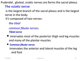 73
Pudendal , gluteal, sciatic nerves are forms the sacral plexus
The sciatic nerve
is the largest branch of the sacral plexus and is the largest
nerve in the body.
It’s composed of two nerves-
the tibial
common fibular nerves.
Tibial nerve
 innervates most of the posterior thigh and leg muscles
and many of the plantar muscles.
 Common fibular nerve
innervates the anterior and lateral muscles of the leg
and foot
5/15/2023 By Rebuma S
 