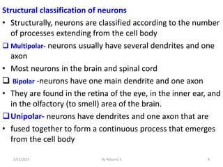 8
Structural classification of neurons
• Structurally, neurons are classified according to the number
of processes extending from the cell body
 Multipolar- neurons usually have several dendrites and one
axon
• Most neurons in the brain and spinal cord
 Bipolar -neurons have one main dendrite and one axon
• They are found in the retina of the eye, in the inner ear, and
in the olfactory (to smell) area of the brain.
Unipolar- neurons have dendrites and one axon that are
• fused together to form a continuous process that emerges
from the cell body
5/15/2023 By Rebuma S
 