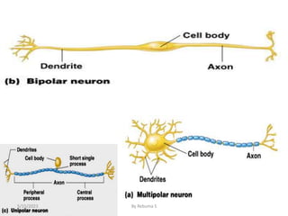9
5/15/2023 By Rebuma S
 