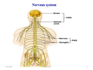 Nervous system
1
5/15/2023 By Rebuma S
 