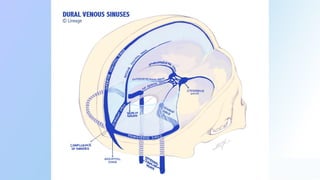 Comprehensive Overview of CNS Anatomy: Meninges, CSF, and Brain Blood ...