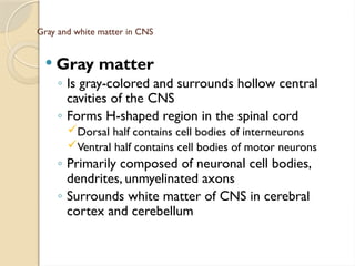 CNS anatomy is a detailed lecture of brain and spinal cord | PPTX