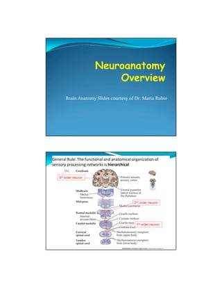 Brain Anatomy Slides courtesy of Dr. Maria Rubio




General Rule: The functional and anatomical organization of
sensory processing networks is hierarchical

   3rd order neuron




                                             2nd order neuron




                                              1st order neuron
 
