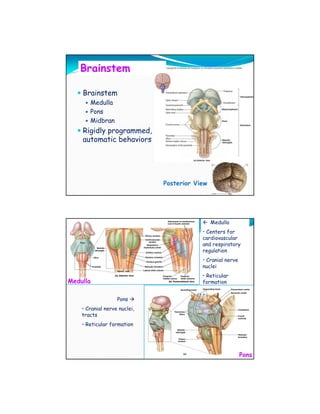 Brainstem

    Brainstem
       Medulla
       Pons
       Midbran
    Rigidly programmed,
    automatic behaviors




                              Posterior View




                                               Medulla
                                          • Centers for
                                          cardiovascular
                                          and respiratory
                                          regulation
                                          • Cranial nerve
                                          nuclei
                                          • Reticular
Medulla                                   formation


                   Pons
    • Cranial nerve nuclei,
    tracts
    • Reticular formation




                                                            Pons
 