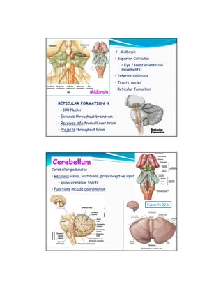 Midbrain
                                      • Superior Colliculus
                                          • Eye / Head orientation
                                          movements
                                      • Inferior Colliculus
                                      • Tracts, nuclei
                                      • Reticular formation
                       Midbrain

    RETICULAR FORMATION
    • > 100 Nuclei
    • Extends throughout brainstem
    • Receives info from all over brain
    • Projects throughout brain




Cerebellum
Cerebellar peduncles
• Receives visual, vestibular, proprioceptive input
    • spinocerebellar tracts
• Functions include coordination



                                                          Figure 15-22 M
 