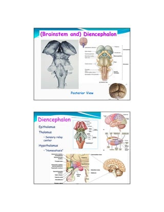 (Brainstem and) Diencephalon




                     Posterior View




Diencephalon
Epithalamus
Thalamus
   • Sensory relay
   center
Hypothalamus
   • “Homeostasis”
 
