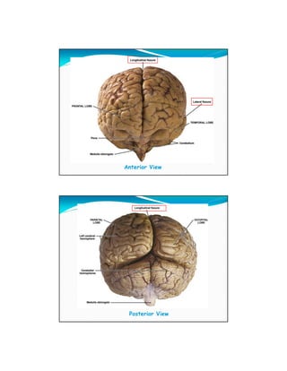 Anterior View




 Posterior View
 
