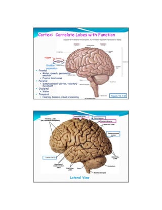 Cortex: Correlate Lobes with Function




     ridges


      Shallow
      separation
Frontal
   Motor, speech, personality,
   emotion
   Frontal lobotomies
Parietal
   Somatosensory cortex, voluntary
   movement
Occipital
   Vision
Temporal
   Hearing, balance, visual processing      Figure 15-1 M




                             Lateral View
 