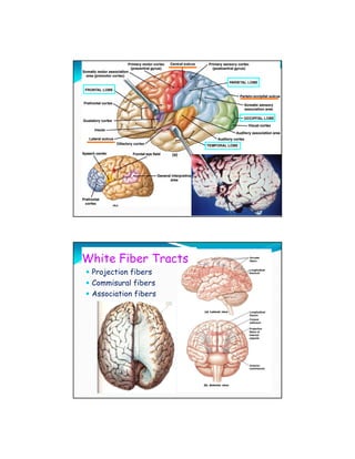 White Fiber Tracts
 Projection fibers
 Commisural fibers
 Association fibers
 