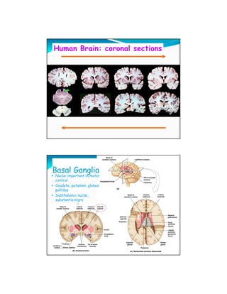 Human Brain: coronal sections
 Frontal




 Caudal




Basal Ganglia
Nuclei important in motor
control
Caudate, putamen, globus
pallidus
Subthalamic nuclei,
substantia nigra
 