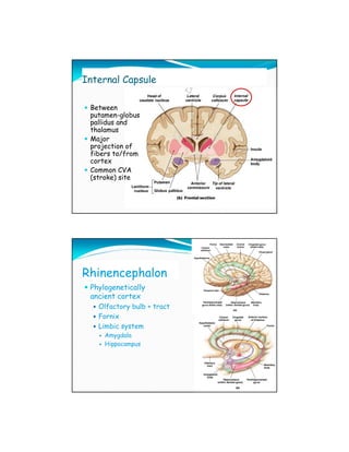 Internal Capsule

 Between
 putamen-globus
 pallidus and
 thalamus
 Major
 projection of
 fibers to/from
 cortex
 Common CVA
 (stroke) site




Rhinencephalon
 Phylogenetically
 ancient cortex
   Olfactory bulb + tract
   Fornix
   Limbic system
     Amygdala
     Hippocampus
 