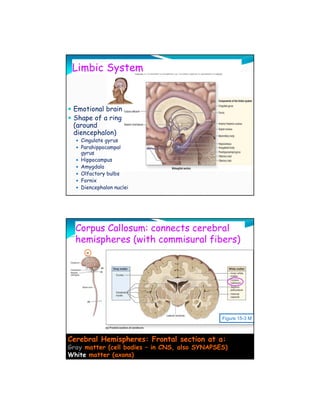 Limbic System


 Emotional brain
 Shape of a ring
 (around
 diencephalon)
    Cingulate gyrus
    Parahippocampal
    gyrus
    Hippocampus
    Amygdala
    Olfactory bulbs
    Fornix
    Diencephalon nuclei




  Corpus Callosum: connects cerebral
  hemispheres (with commisural fibers)




                                               Figure 15-3 M



Cerebral Hemispheres: Frontal section at a:
Gray matter (cell bodies – in CNS, also SYNAPSES)
White matter (axons)
 