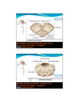Figure 15-3 M




Cerebellum and Brainstem (section at b):
Gray matter (cell bodies + synapses)
White matter (axons)




                                           Figure 15-3 M




Medulla (lower brainstem; section at c):
Gray matter (cell bodies + synapses)
White matter (axons)
 