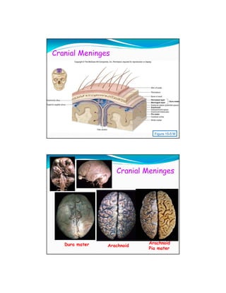 Cranial Meninges




                              Figure 15-5 M




                   Cranial Meninges




   Dura mater               Arachnoid
                Arachnoid
                            Pia mater
 