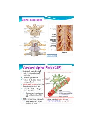 Spinal Meninges




                                  Figure 16.2 M            Figure 13–3




Cerebral Spinal Fluid (CSF)
Surrounds brain & spinal
cord; circulates through
ventricles
Cushions; protection
Formed in choroid plexus by
ependymal cells
Blood-brain barrier limits the
flow of solutes into CSF
Materials which easily pass
across the BBB:
    Glucose, AAs, certain ions,
    fatty acids, nicotine, CO,
    CO2
BBB restricts these materials:    Recall role of ASTROCYTES and
    Blood, wastes (e.g. urea),    TIGHT JUNCTIONS in forming BBB
    proteins, K+ ions
 