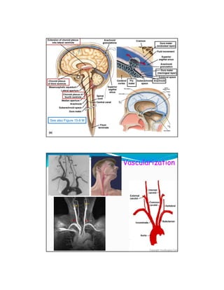 See also Figure 15-8 M




                         Vascularization
 