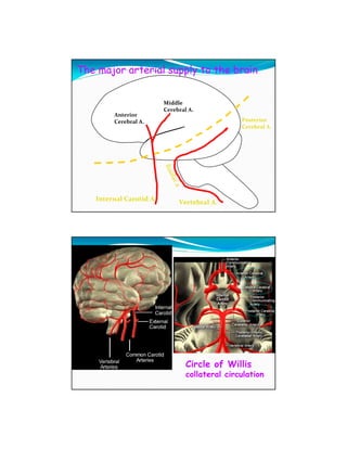 The major arterial supply to the brain


                         Middle
                         Cerebral A.
        Anterior
        Cerebral A.                                 Posterior
                                                    Cerebral A.




                         Bas
                            ilar
                             a


   Internal Carotid A.
                                   Vertebral A.




                                     Circle of Willis
                                     collateral circulation
 