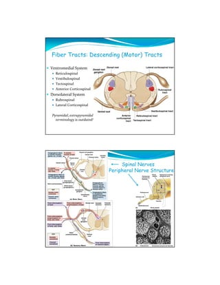 Fiber Tracts: Descending (Motor) Tracts

Ventromedial System
  Reticulospinal
  Vestibulospinal
  Tectospinal
  Anterior Corticospinal
Dorsolateral System
  Rubrospinal
  Lateral Corticospinal

Pyramidal; extrapyramidal
  terminology is outdated!




                                  Spinal Nerves
                             Peripheral Nerve Structure
 