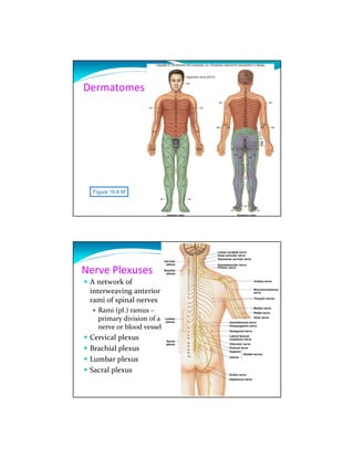 Dermatomes




  Figure 16.6 M




Nerve Plexuses
 A network of
 interweaving anterior
 rami of spinal nerves
    Rami (pl.) ramus –
    primary division of a
    nerve or blood vessel
 Cervical plexus
 Brachial plexus
 Lumbar plexus
 Sacral plexus
 
