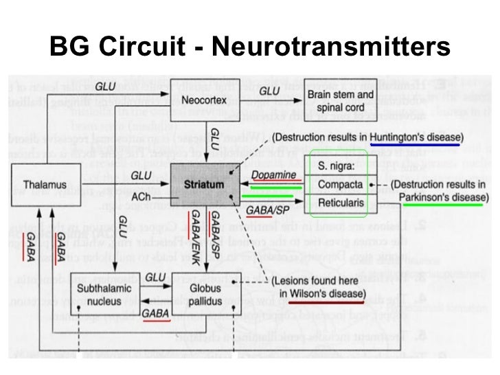 Cns basal ganglia