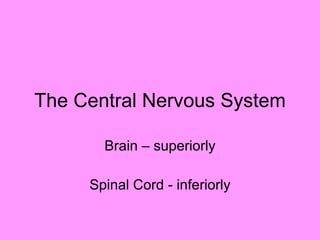 The Central Nervous System Brain – superiorly Spinal Cord - inferiorly 