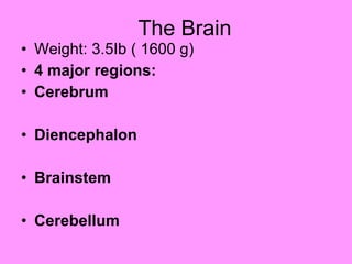 The Brain Weight: 3.5Ib ( 1600 g) 4 major regions: Cerebrum Diencephalon Brainstem Cerebellum 