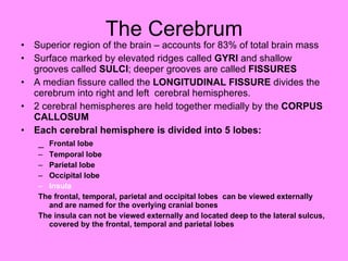 The Cerebrum Superior region of the brain – accounts for 83% of total brain mass  Surface marked by elevated ridges called  GYRI  and shallow grooves called  SULCI ; deeper grooves are called  FISSURES A median fissure called the  LONGITUDINAL FISSURE  divides the cerebrum into right and left  cerebral hemispheres. 2 cerebral hemispheres are held together medially by the  CORPUS CALLOSUM Each cerebral hemisphere is divided into 5 lobes: _ Frontal lobe Temporal lobe Parietal lobe Occipital lobe Insula The frontal, temporal, parietal and occipital lobes  can be viewed externally  and are named for the overlying cranial bones The insula can not be viewed externally and located deep to the lateral sulcus, covered by the frontal, temporal and parietal lobes 