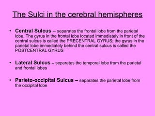 The Sulci in the cerebral hemispheres Central Sulcus –  separates the frontal lobe from the parietal lobe. The gyrus in the frontal lobe located immediately in front of the central sulcus is called the PRECENTRAL GYRUS; the gyrus in the parietal lobe immediately behind the central sulcus is called the POSTCENTRAL GYRUS Lateral Sulcus  –  separates the temporal lobe from the parietal and frontal lobes Parieto-occipital Sulcus –  separates the parietal lobe from the occipital lobe 
