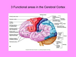 3 Functional areas in the Cerebral Cortex 