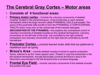 The Cerebral Gray Cortex – Motor areas Consists of  4 functional areas: Primary motor cortex  – Controls the voluntary movements of skeletal muscles; located in the precentral gyrus  of the frontal lobe in each cerebral hemisphere where the large neurons called PYRAMIDAL CELLS are located. The axons of the pyramidal cells bundle to form the PYRAMIDAL or CORTICOSPINAL TRACTS which cross over on the ventral side of the medulla oblongata  ( DECUSSATION OF THE PYRAMIDS) –  this explains the contralateral control of voluntary movements of skeletal muscles by the cerebral hemispheres: voluntary movements on the left side of the body  are controlled by the right cerebral hemisphere and voluntary movements on the right side are controlled by the left hemisphere Premotor Cortex  –  controls learned motor skills that are patterned or repetitious such as typing Broca’s Area  – controls skeletal muscles involved in speech production hence, referred to as the “motor speech area”. Present in only the frontal lobe in the left cerebral hemisphere. Arcuate fasciculate connects the Broca’s area to the Wernicke’s area located in the left temporal lobe to produce language  Frontal Eye Field  – controls voluntary movements of the skeletal muscles that position the eyes 