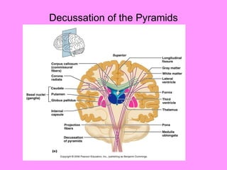 Decussation of the Pyramids 