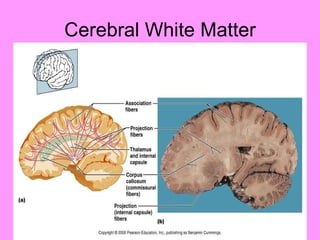 Cerebral White Matter 