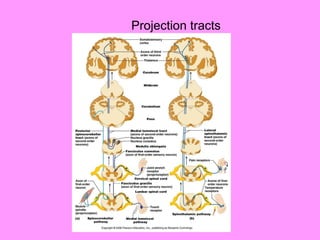 Projection tracts 