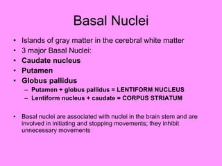 Basal Nuclei Islands of gray matter in the cerebral white matter 3 major Basal Nuclei: Caudate nucleus Putamen Globus pallidus  Putamen + globus pallidus = LENTIFORM NUCLEUS Lentiform nucleus + caudate = CORPUS STRIATUM Basal nuclei are associated with nuclei in the brain stem and are involved in initiating and stopping movements; they inhibit unnecessary movements 
