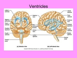 Ventricles 