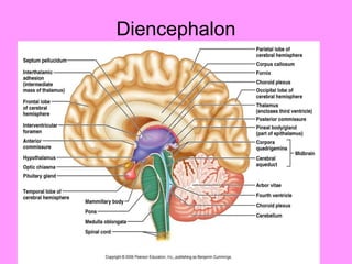 Diencephalon 
